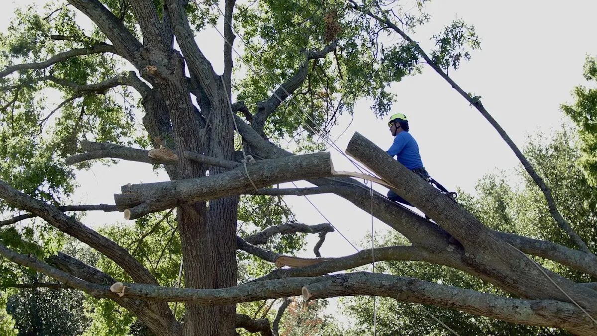Professional Hazardous Tree Removal performed by certified arborists in Omega
